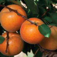 Саджанець колоновидний Гібрид слива абрикос Апріум